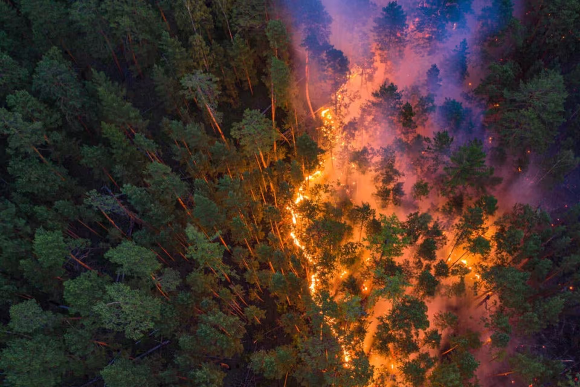 Wildfire Prevention in Forestry Inspection